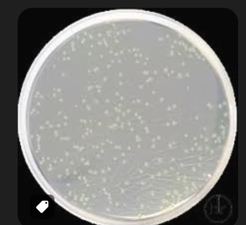 ПОЖИВНИЙ АГАР / NUTRIENT AGAR САНІМЕД-М